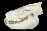 Fossil Oreodont (Merycoidodon) Skull - Wyoming #176530-1